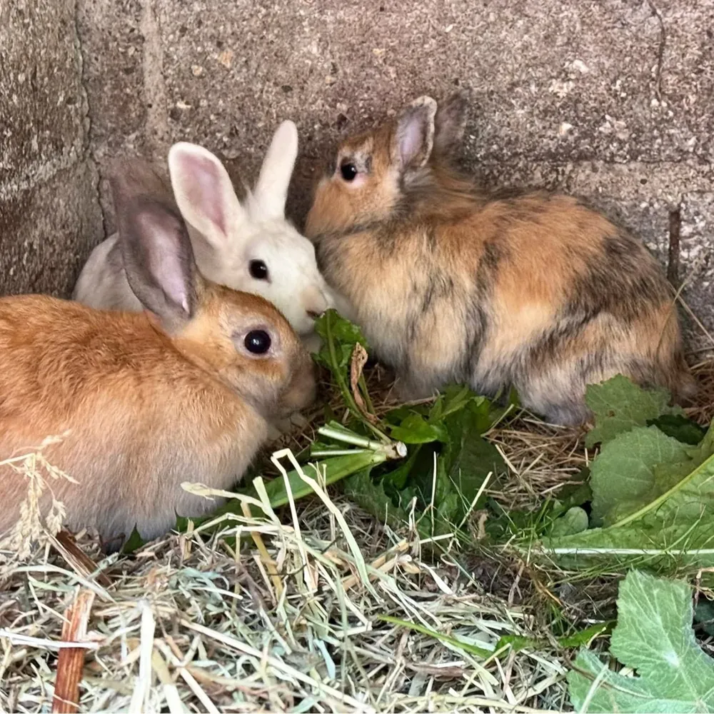 100 lapins sauvés chez une femme atteinte du syndrome de Diogène